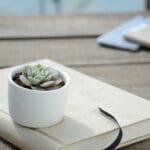 workingdog-cactus-6679665_1280