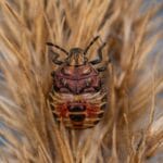 Pluskwy w materacu: czy trzeba go wyrzucić? pexels-ekamelev-13898835